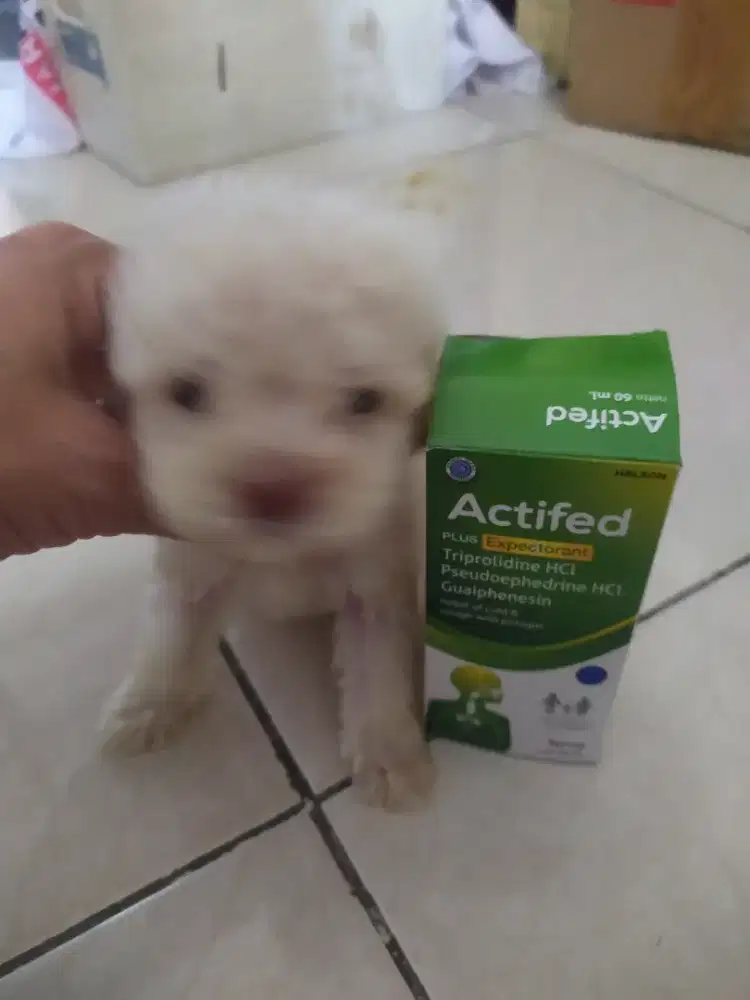 Poodle teacup jantan