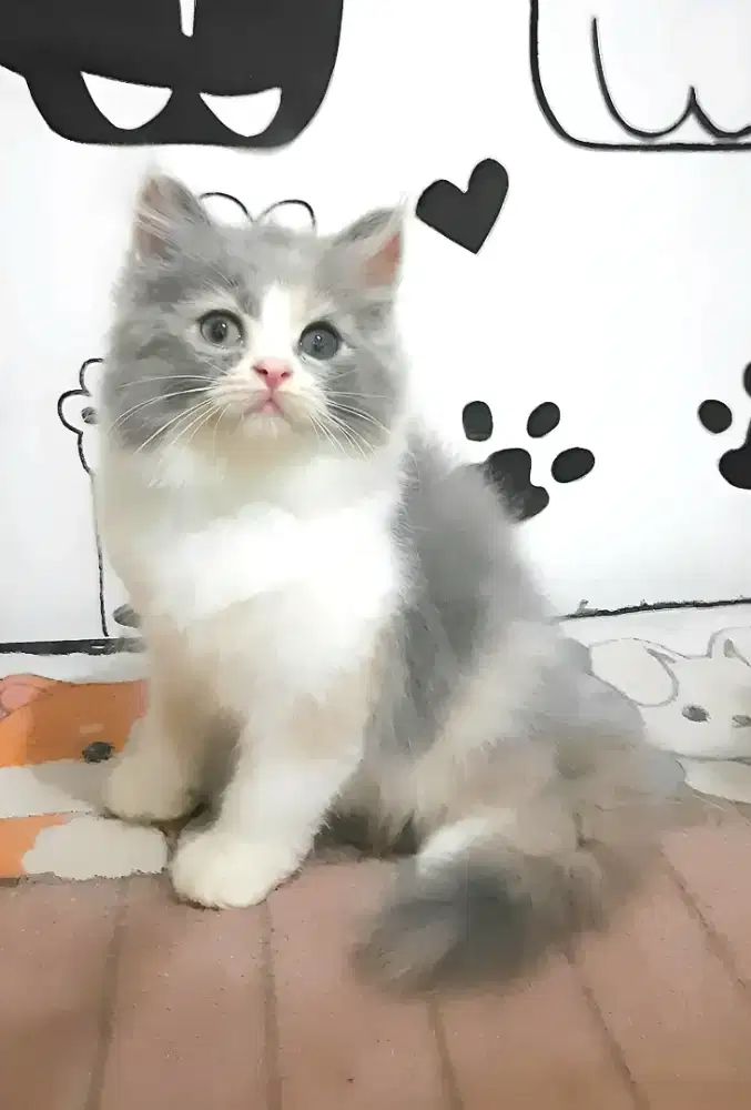 Kitten persia betina