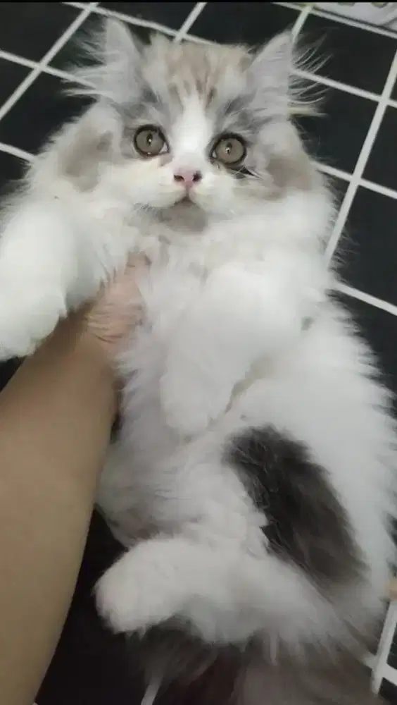 Kitten Persia silver
