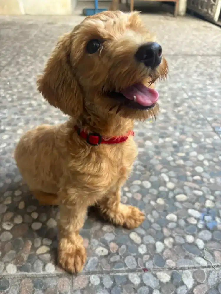 Super Cute Poodle Mix