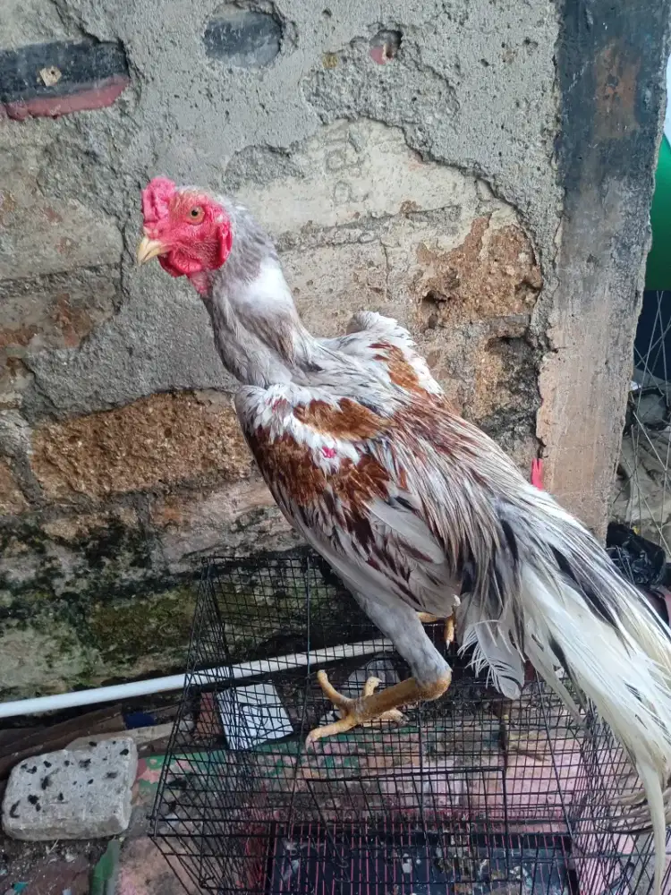 Ayam Bangkok remaja