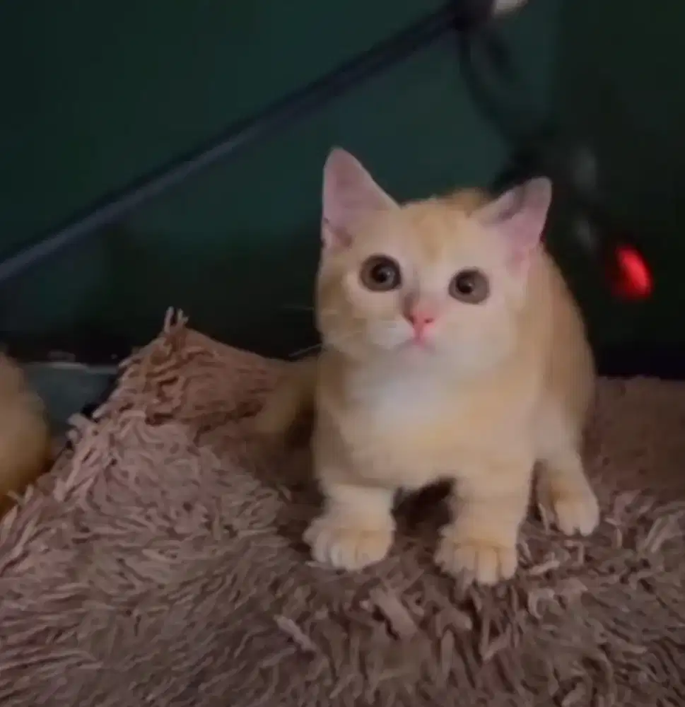 Munchkin BSH Red Tabby Jantan dan Betina