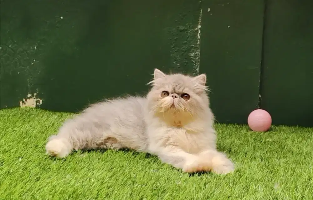 Persia Peaknose Longhair Jantan