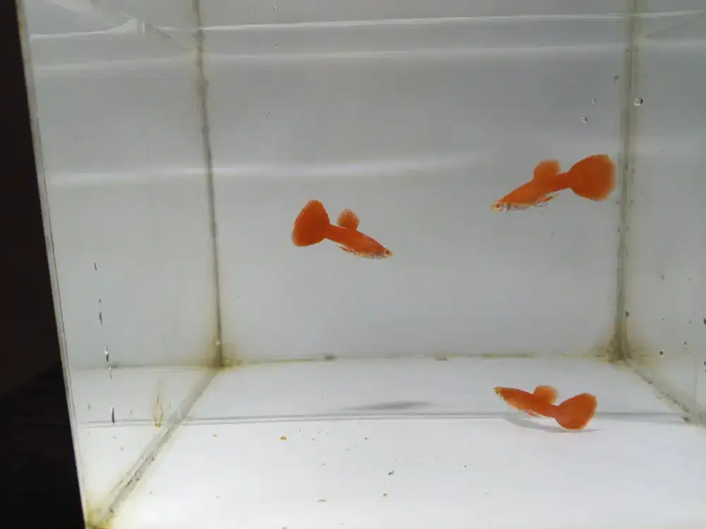 Guppy Albino Full Red (AFR)
