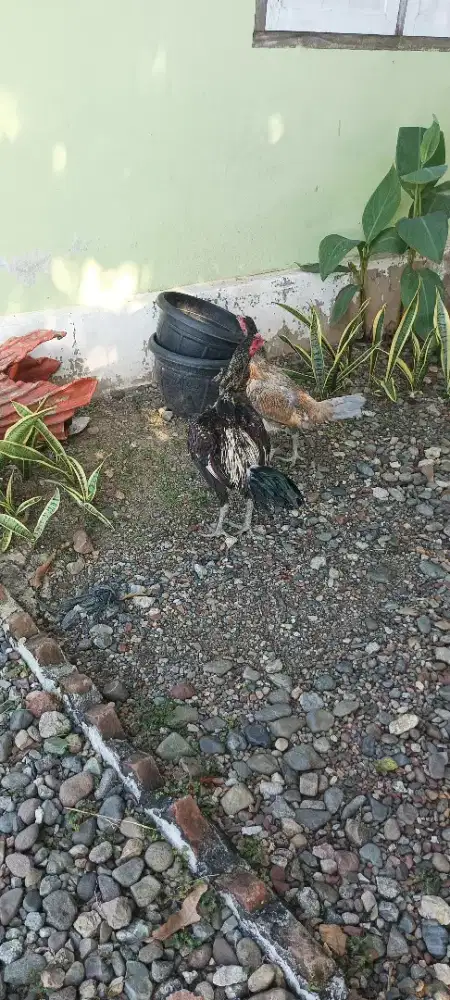 Jual sepasang ayam magon