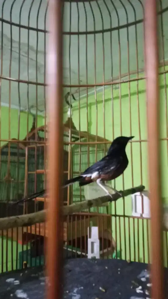 Murai hutan rajin bunyi