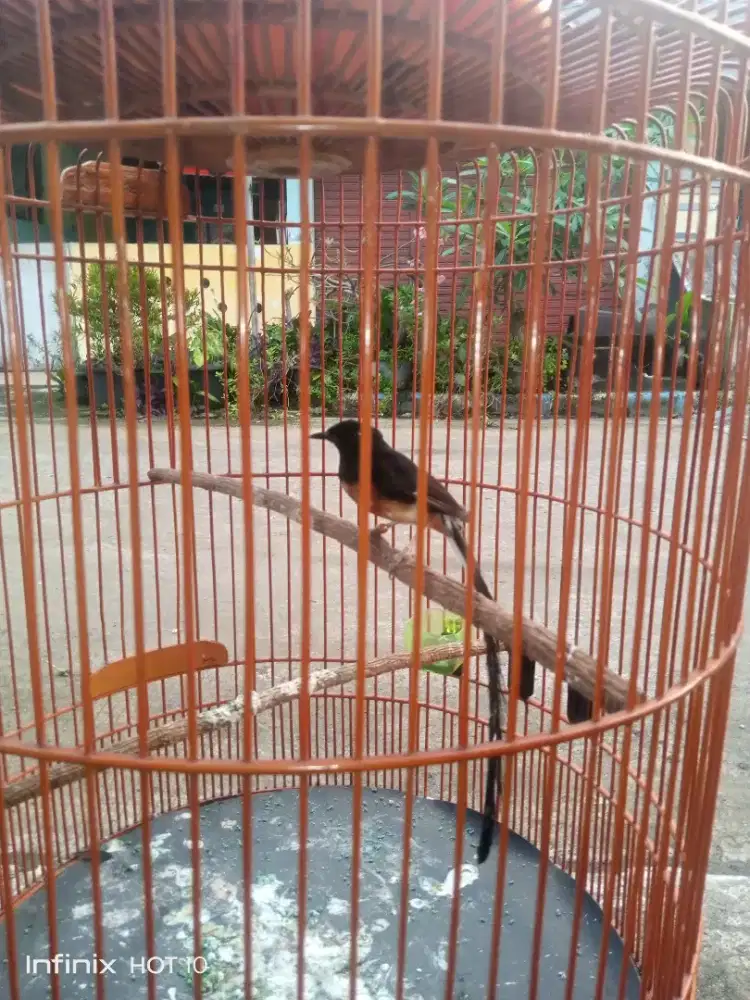 Murai ekor klewer PE25-30