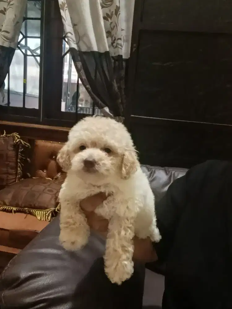 Toy POODLE ASLI
