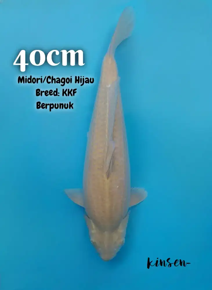 Koi Midori Chagoi hijau 40cm Bulky Berpunuk breed KKF HQ