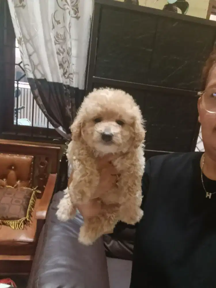 Toy POODLE ASLI
