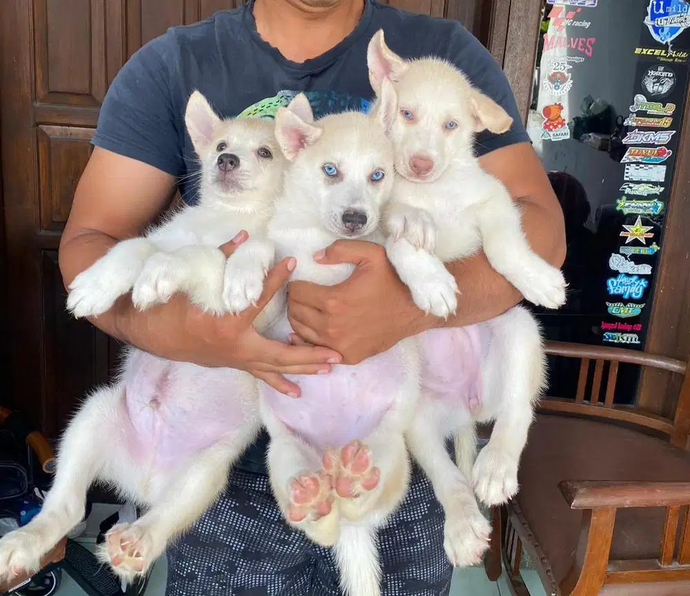 Anak Anjing Siberian Husky