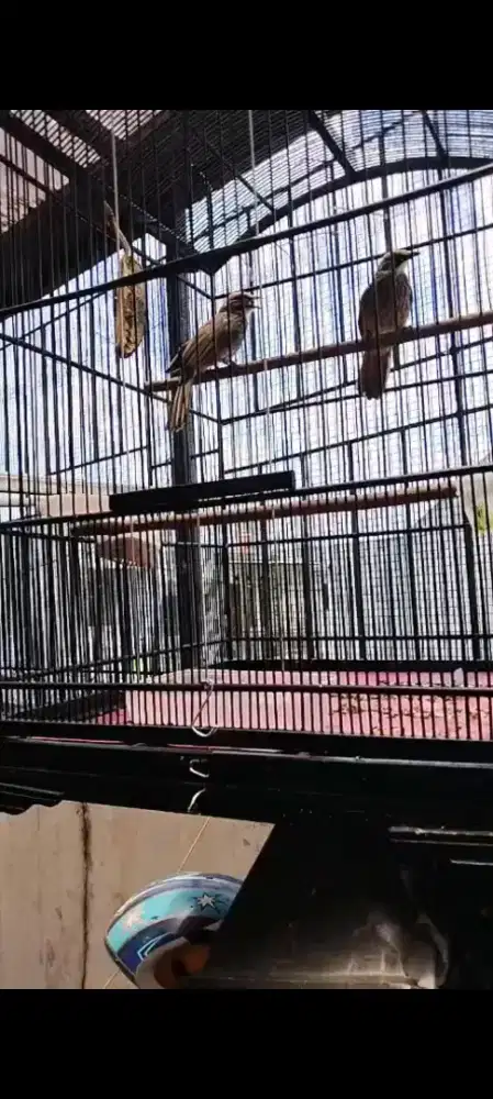 Cucak rowo sepasang sudah kawin dna