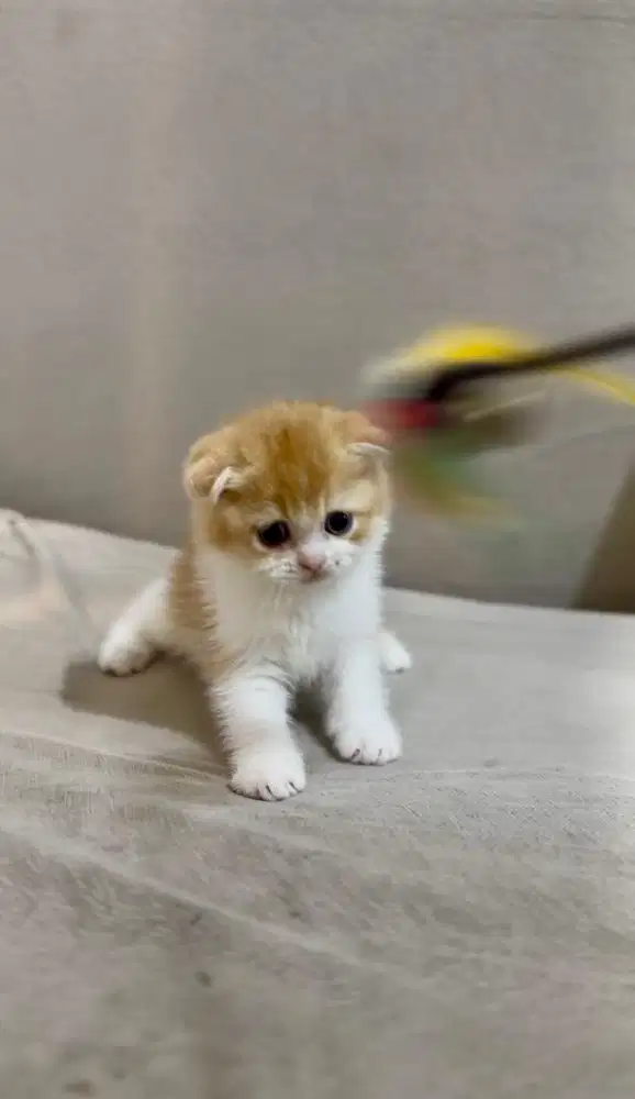 Scottish Fold Jantan