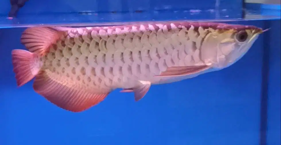 arowana golden xb di Medan.