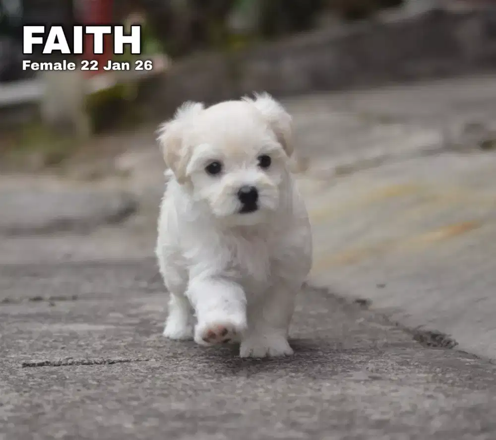 Maltese betina •FAITH•