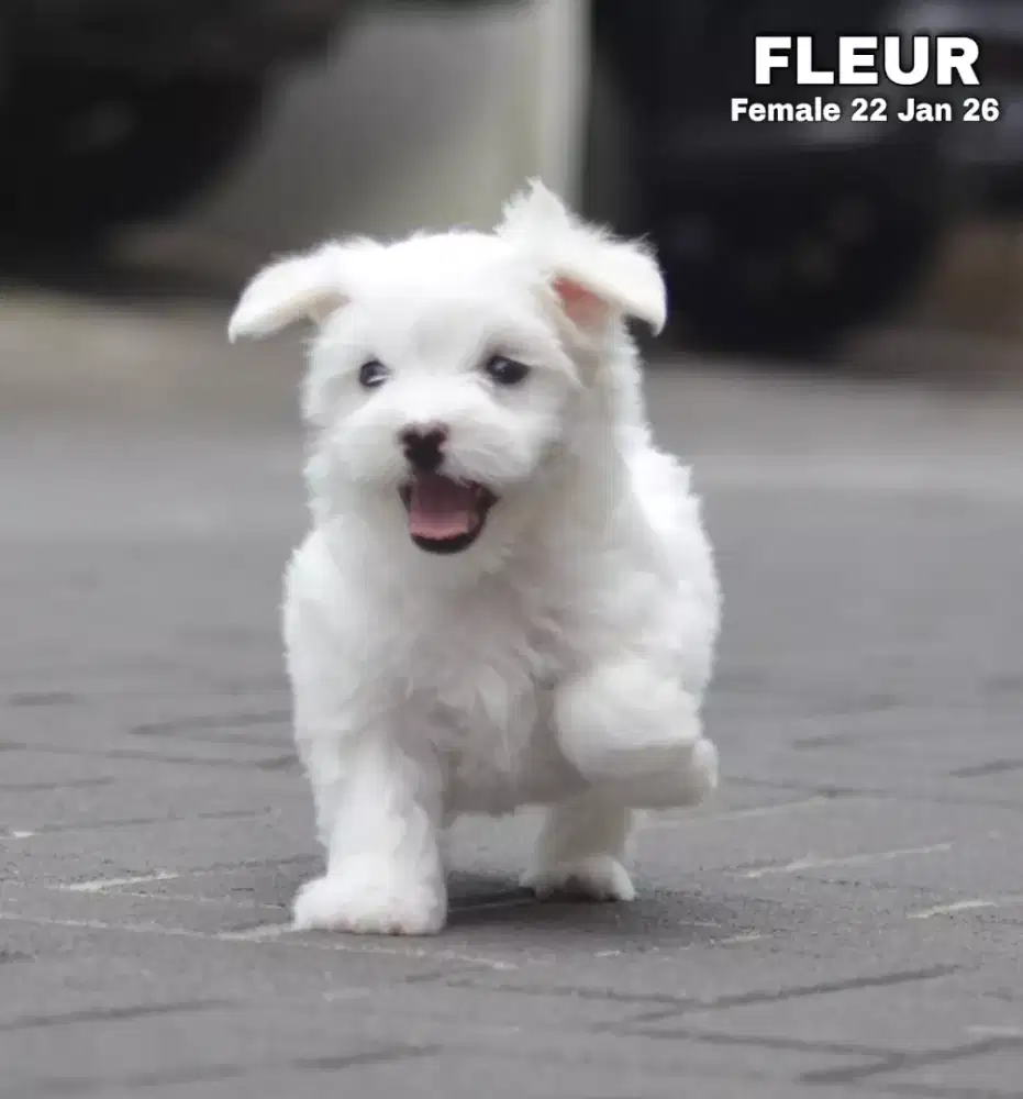 Maltese betina •FLEUR•
