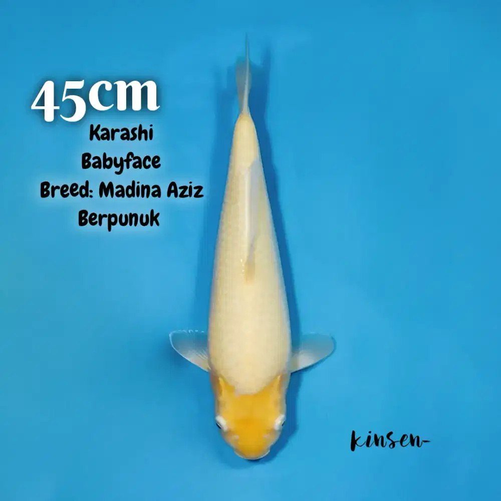 Koi Karashi Baby Face kepala kotak Berpunuk 45cm breed Madina Aziz HQ