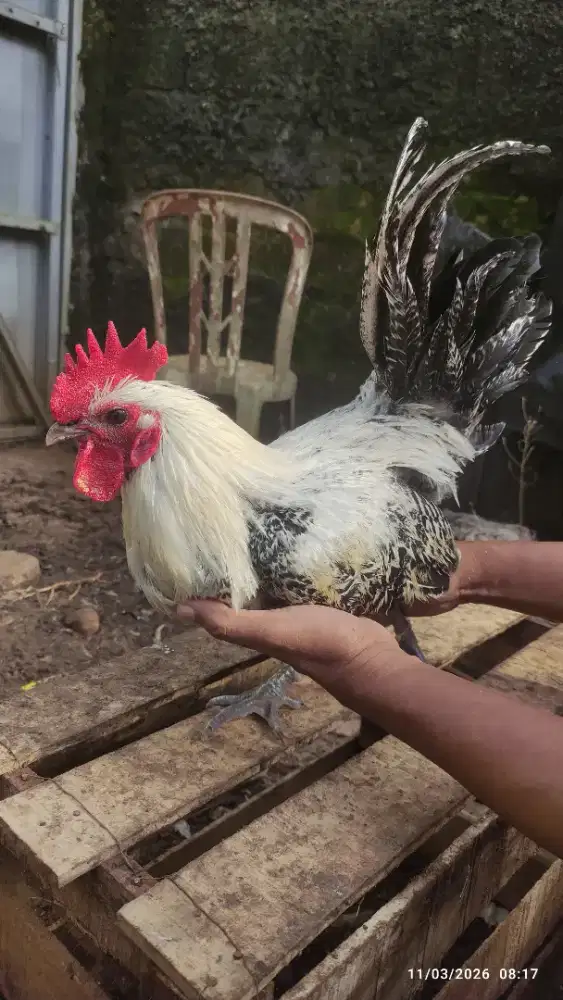 Ayam kampung Jago untuk opor Lebaran