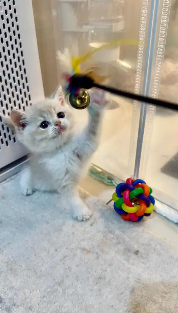 British Shorthair Kitten