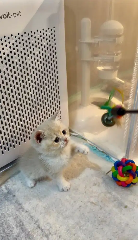 British Shorthair Kitten