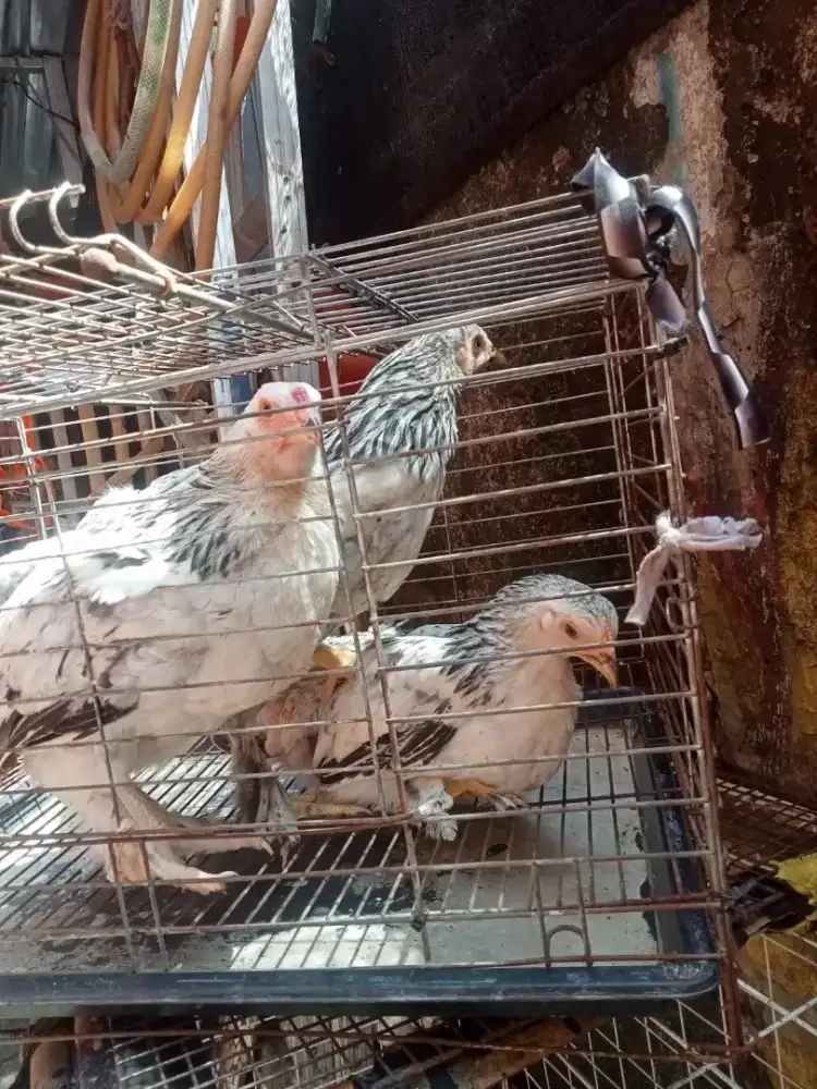ayam brahma 3 pasang