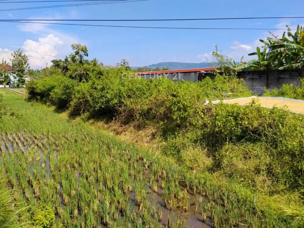 Tanah Sawah 2210m2 Di Jl Parangtritis Dekat Pasar Pundong