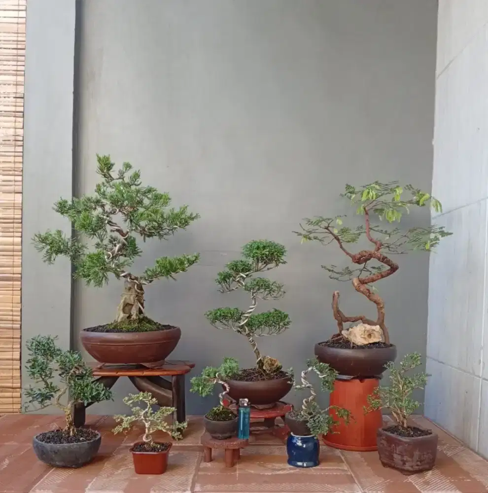 Bonsai hias mini antik ada 8 pohon