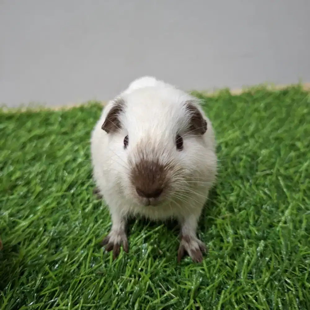 Marmut hias / guinea pig america california