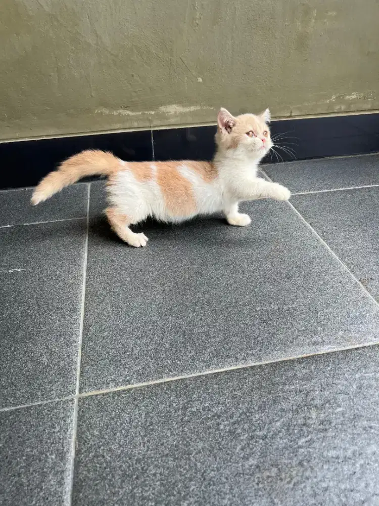 Munchkin  British shothair   bogel usia 3 bulan jantan