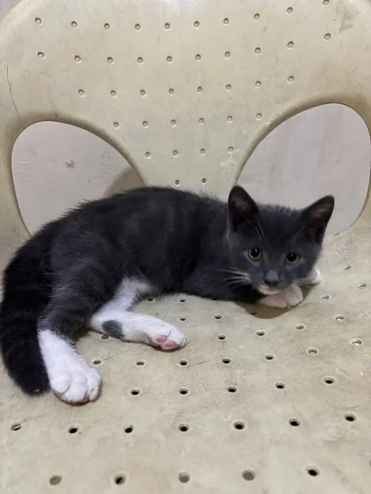 Kitten BSH mix betina