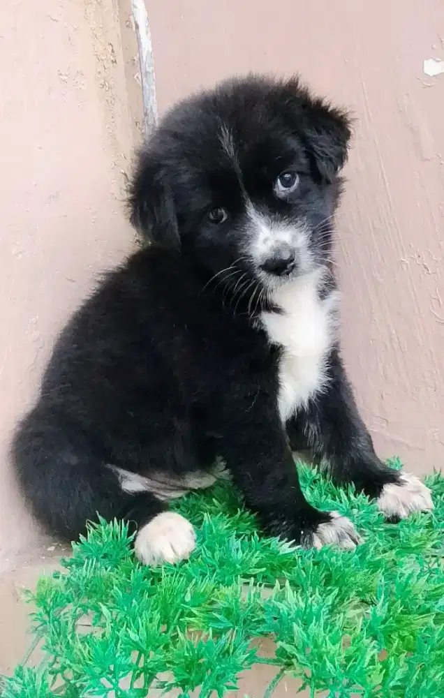 kintamani betyna 2ekor