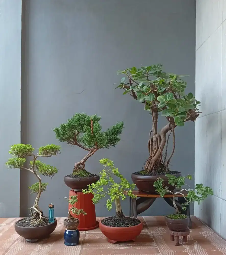 Bonsai hias mini ada 6 pohon