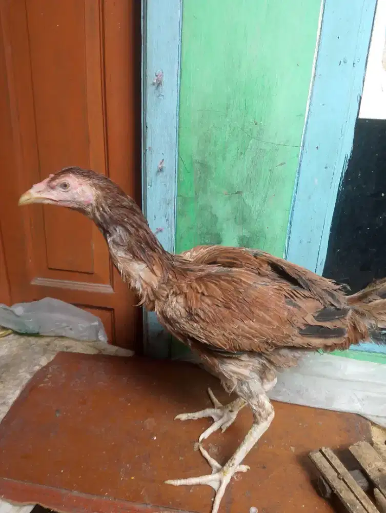Ayam betina Bangkok ±6bulanan