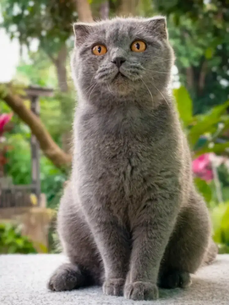 Scottish Fold Male