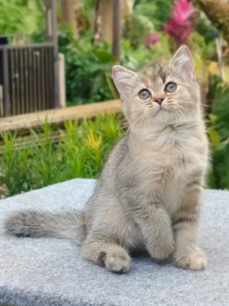British Shorthair Golden