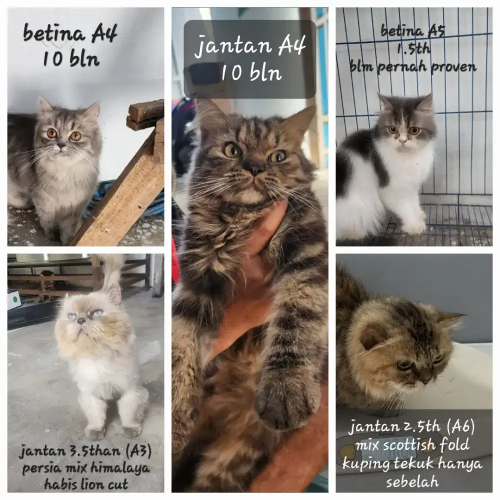 Lepas adopt kucing persia jantan betina