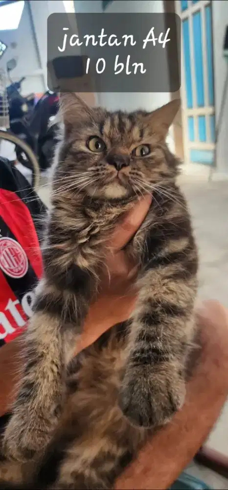 Lepas adopt kucing persia jantan