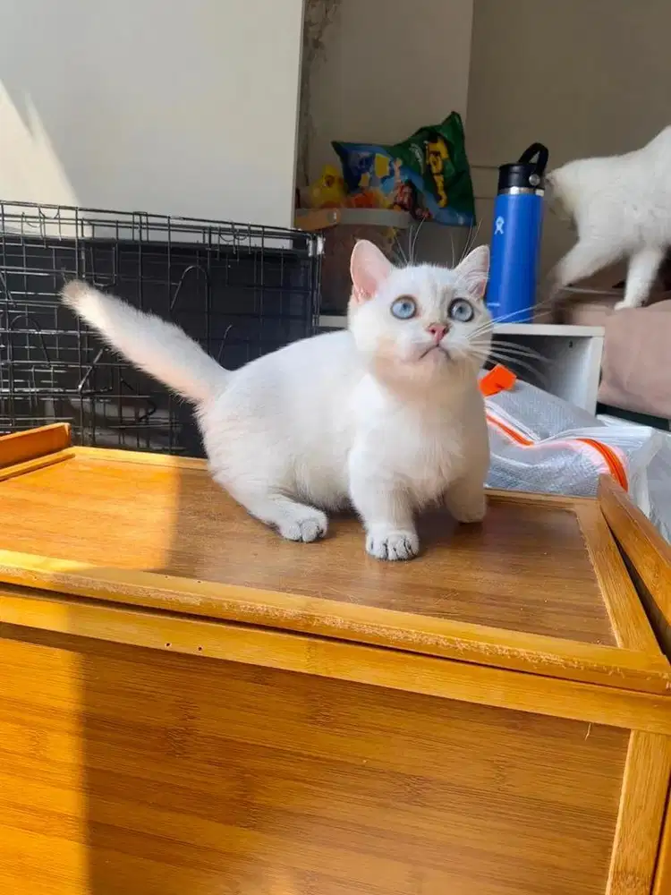 BSH MUNCHKIN JANTAN SILVER 5 months