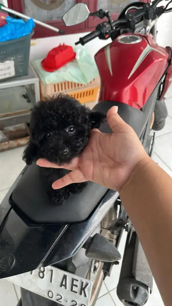 Black toy poodle jantan  medan