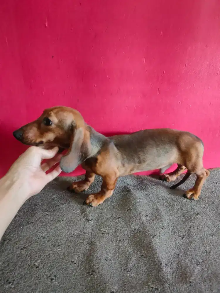 Mini tekel jantan cakep