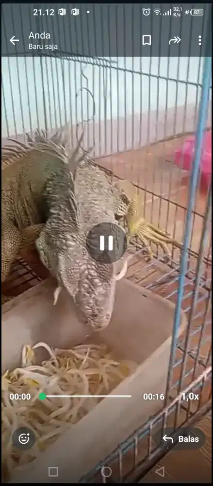 Iguana jumbo  kece