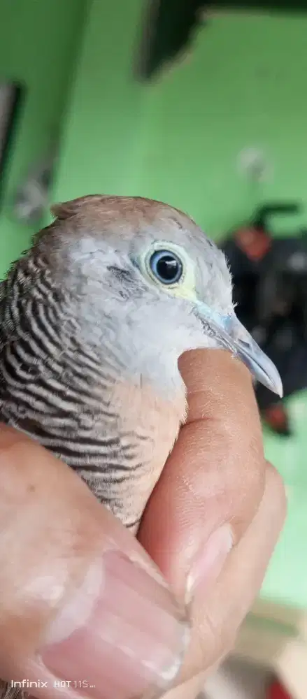 Perkutut Rondo Semoyo