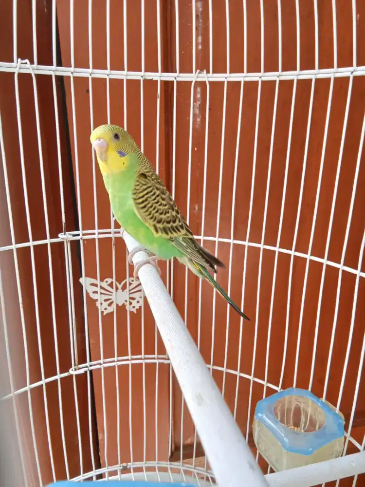 burung parkit jantan