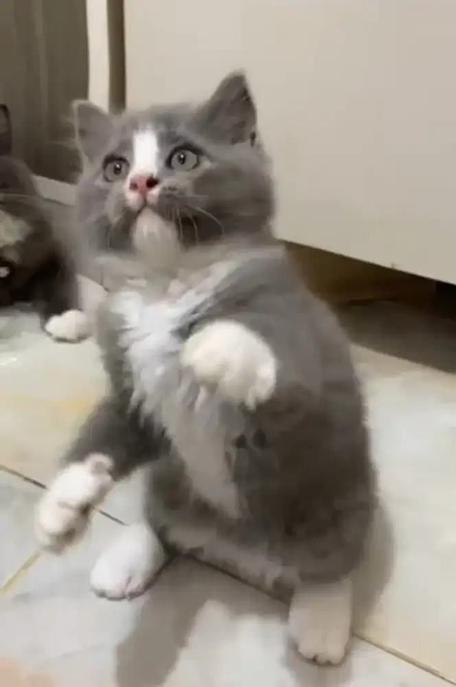 BSH Bicolor Blue Jantan