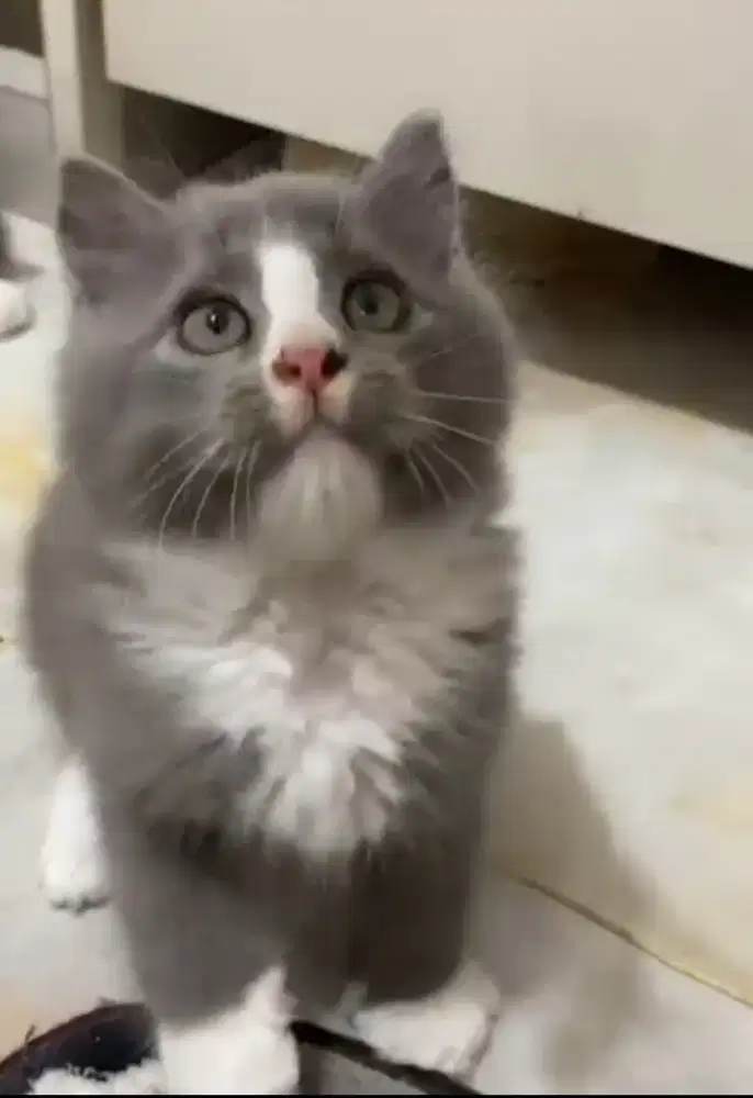 BSH Bicolor Blue Jantan