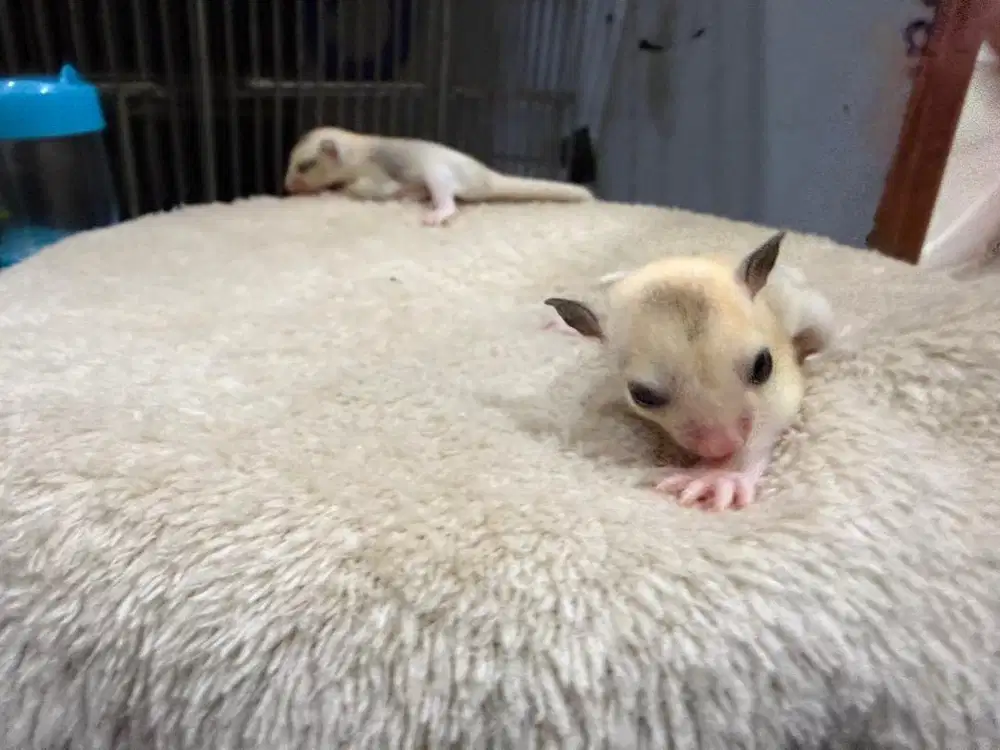 Sugar glider joey