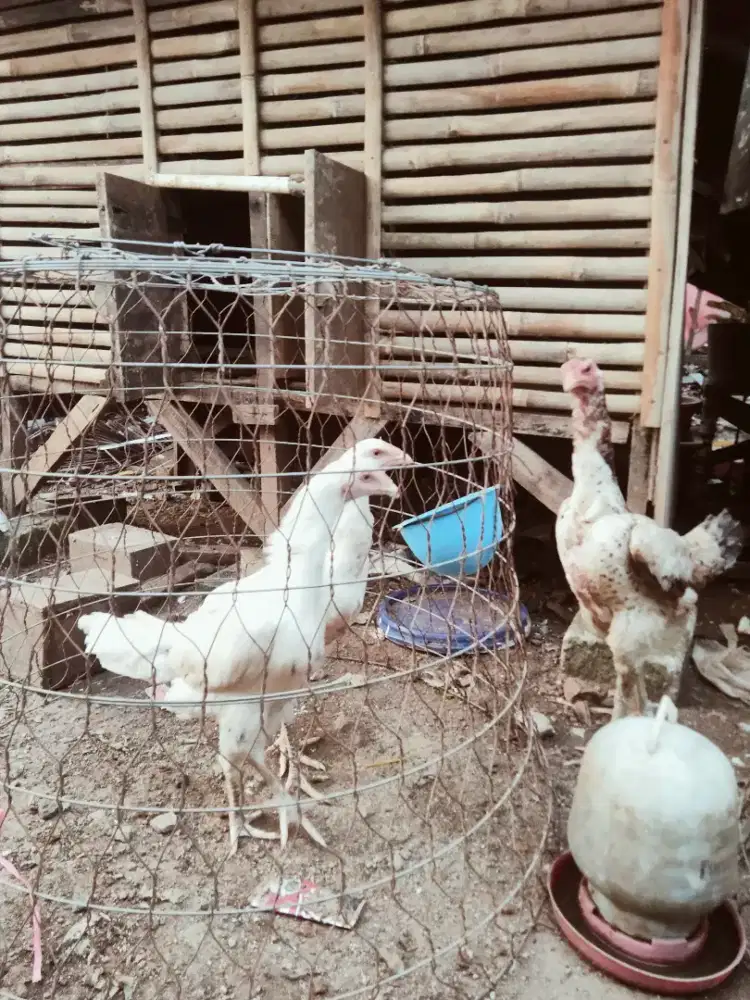 Ayam whait king Betina main speed, brutal