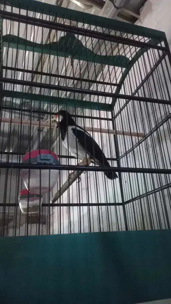 Jalak suren jinak murah