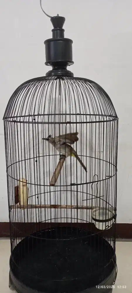 Trucuk kebo jantan100% fullset