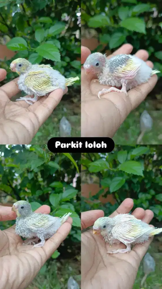 Anakan burung parkit